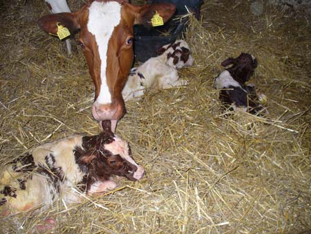 Kühe im Stall für unsere Milch